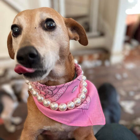 DUCHESS (Female, Senior, Beagle Mix)