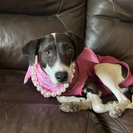 TINSLEY (Female, 10 Months)