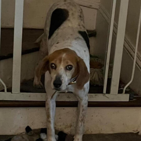 VENUS (Female, 6 years old, Foxhound)